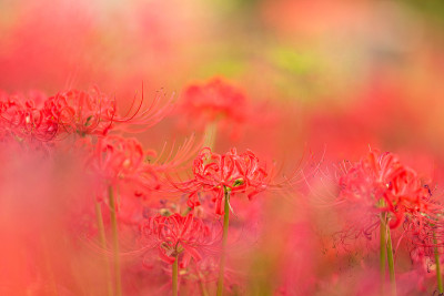 蜘蛛百合的花