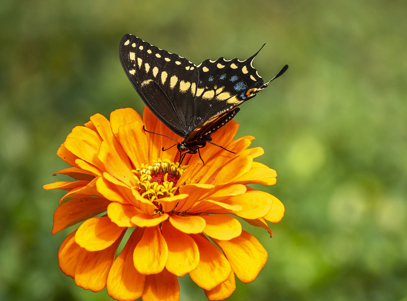 Papilio troilus，香料灌木燕尾蝶