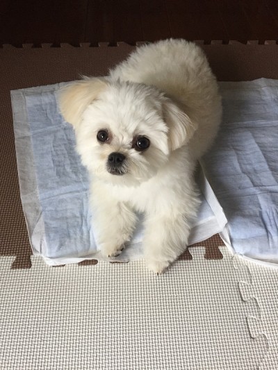 狗