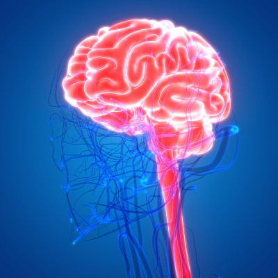 人类大脑与循环系统解剖