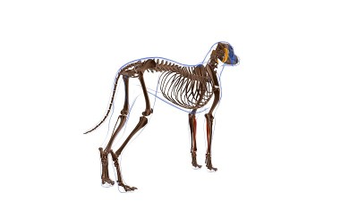 桡侧腕屈肌犬肌解剖医学概念3D