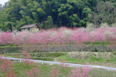 桃花开山河。