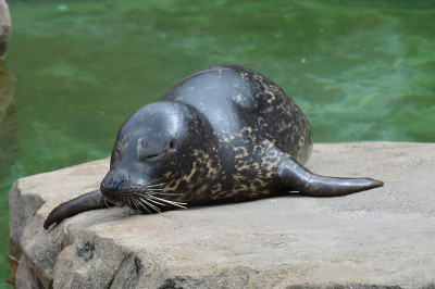 麻斑海豹