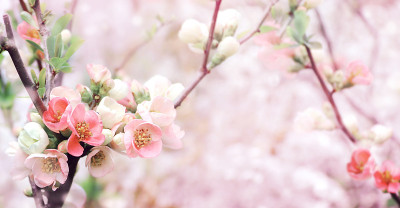 横春旗与日本榅桲花