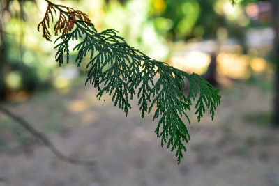 柏枝豌豆。拉丁名Chamaecyparis pisifera