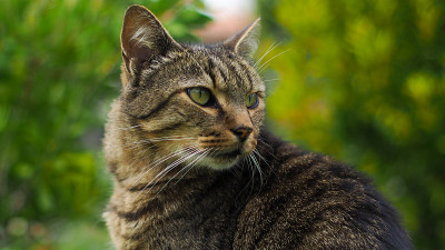 老虎猫在一个cloture