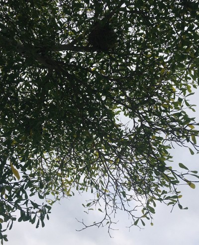 树