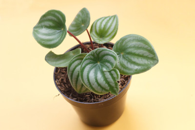 西瓜豆瓣绿属植物