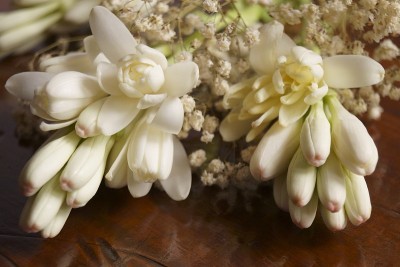 美丽的花-晚香玉或龙舌兰(Polianthes tuberosa)
