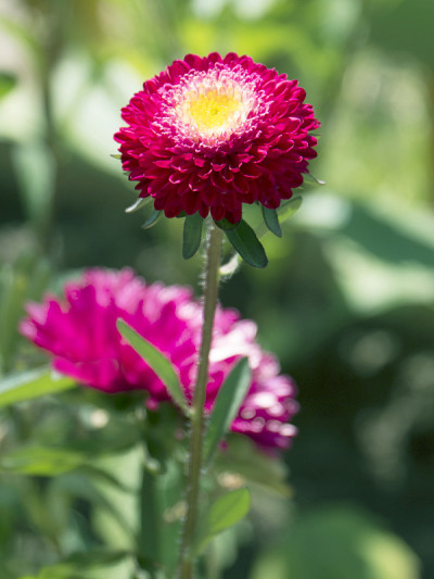 红色紫菀花在花园近景