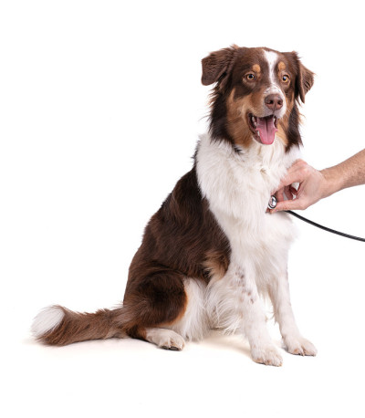 年轻的澳大利亚牧羊犬正在接受检查