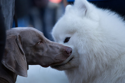 萨摩耶犬和猎犬