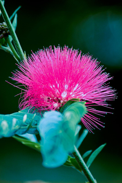 Calliandra haematocephala