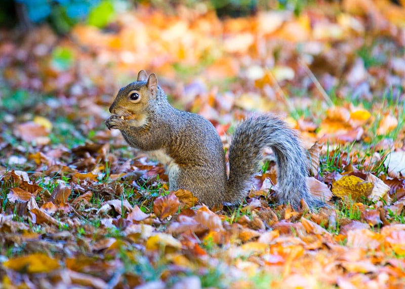 灰松鼠(Sciurus carolinensis)