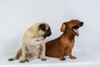 有趣的腊肠犬和哈巴狗