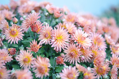 精致耐寒菊花花特写。