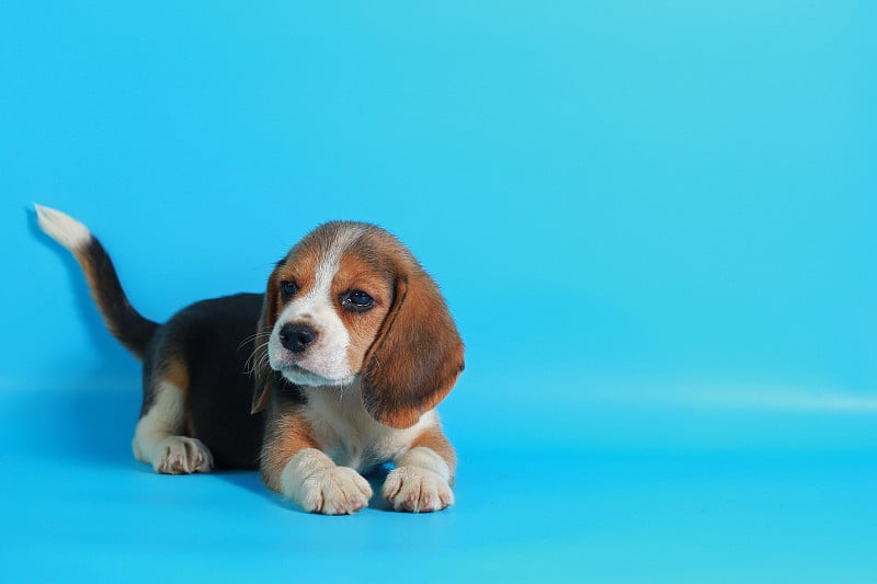 纯种小猎犬幼犬在浅蓝色屏幕上