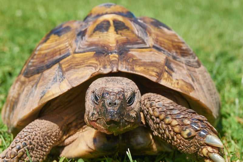 小草里的乌龟;海龟(Testudo hermanni)预览效果