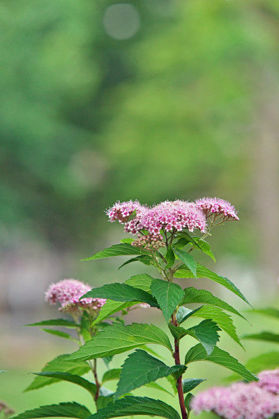 Spiraea