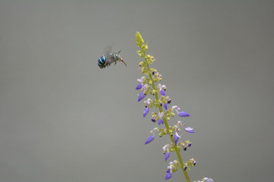 蜜蜂