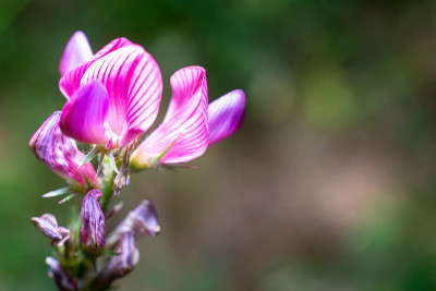 彩色山花与昆虫特写