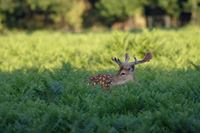 鹿Fallow Dama