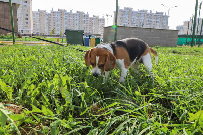 比格犬在草丛中寻找东西