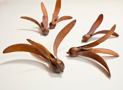 种子是莫兰