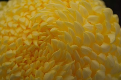 菊花-“Atsumono”宏，淡黄色