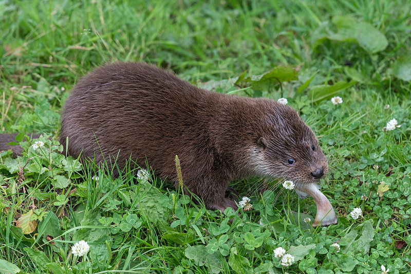 欧洲水獭(lutra lutra)