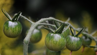 藤上的绿樱桃番茄