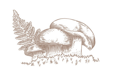 三种蕨类蘑菇