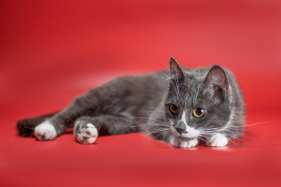 银白色的猫潜伏在红色的背景上