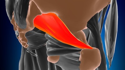 梨状肌解剖医学概念3D