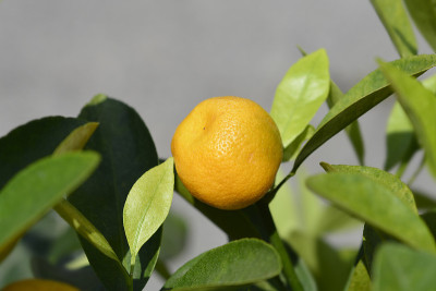 四季橘橙