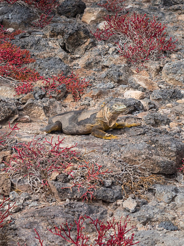 Land Iguana South Plaza Island - Galapagos, Ecuado