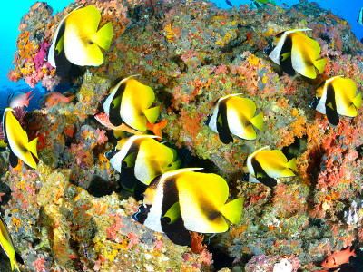蒙面bannerfish
