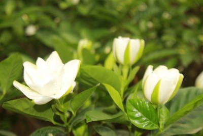 有香味的白色阿拉伯茉莉花或栀子花