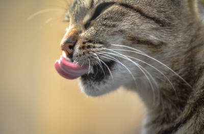 猫的舌头