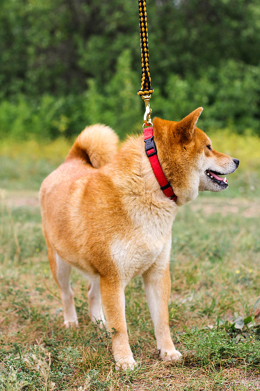 纯种日本犬柴犬的肖像