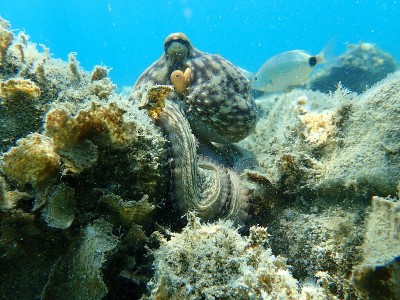 普通章鱼(octopus vulgaris)狩猎