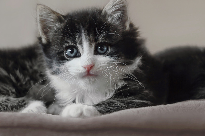 特写长毛挪威森林猫小猫