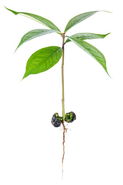 在白色背景上分离出的直根小树苗玫瑰苹果树萌发。采玫瑰苹果树的根
