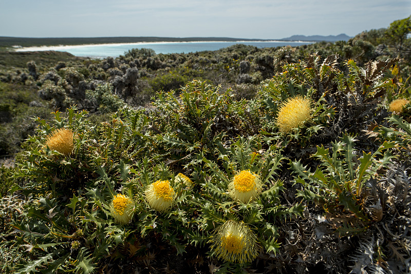 班克西亚falcata多刺Dryandra Point安菲茨杰拉德河野花海