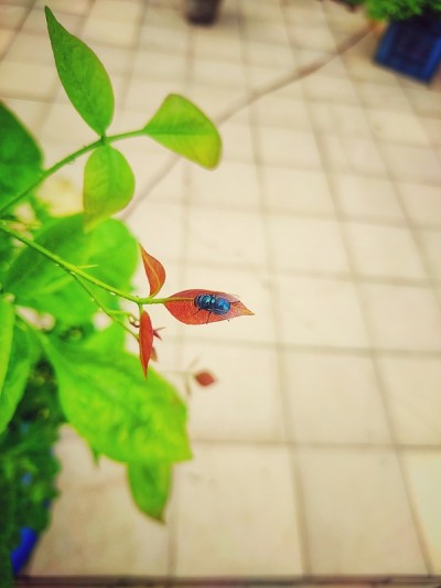 蜜蜂