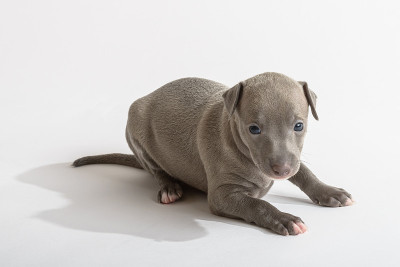 意大利灵缇犬小狗