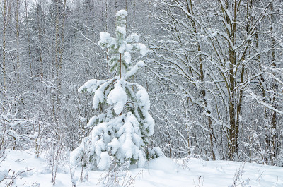 森林里下雪的冬天。