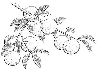 橘子图形分支黑白孤立素描插图向量