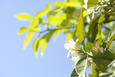 香橙花