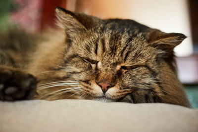 严重的猫的眼睛
